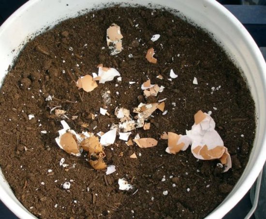 用鸡蛋壳和<em>咖啡</em>渣制作简单有效的有机肥，没有臭味，养花可放心...