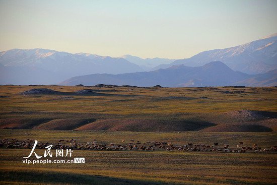 新疆阿勒泰：700万头（只）牲畜已安全转场