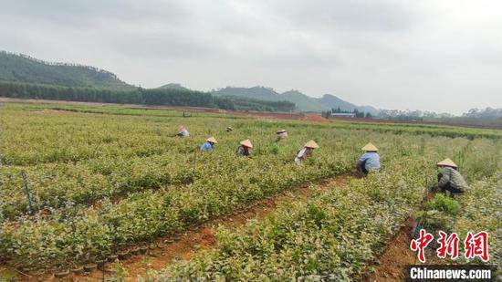 广西来宾抢抓春光勤育苗 “小油茶”成“大产业”