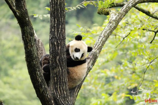 航天熊猫宝宝正式得名“航宝”！从小和妈妈在半野化环境长大