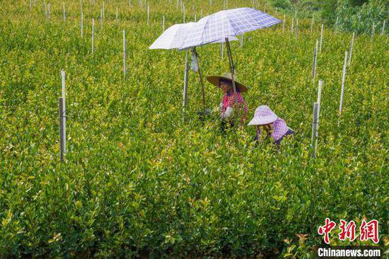 广西特色林业经济发展迅速 优质油茶种苗供不应求