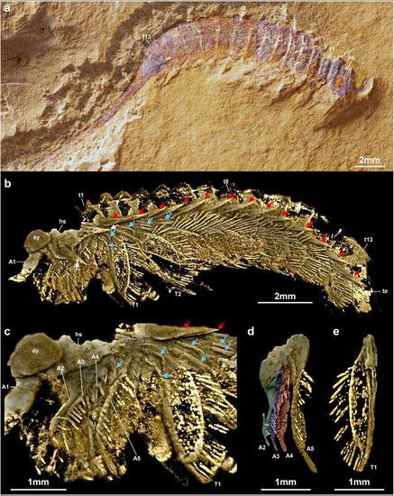 <em>远古</em>发现｜科学家还原5.2亿年前长尾螳螂虫面貌
