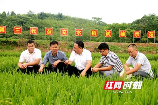 “虫口夺粮”保丰产！衡南县推广绿色防控增效益