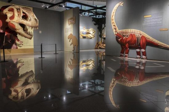 震撼！<em>恐龙</em>立体绘本变身沉浸式展览，就在市群艺馆