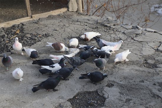 新疆和硕：村庄鸽子养殖热 增收致富渠道多