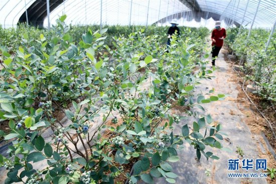 山东沂水：果品“升级”农民增收