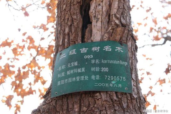 数百年历史的槭树林，见证了“<em>步姓</em>”人在莱阳的繁衍