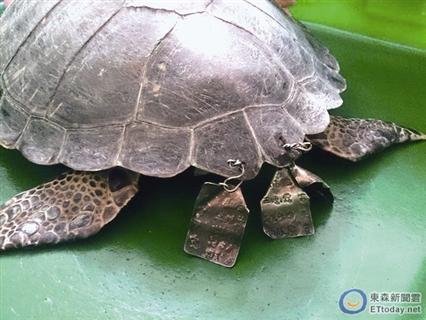 台湾放生龟被祈福名牌洞穿 被救起免遭截肢