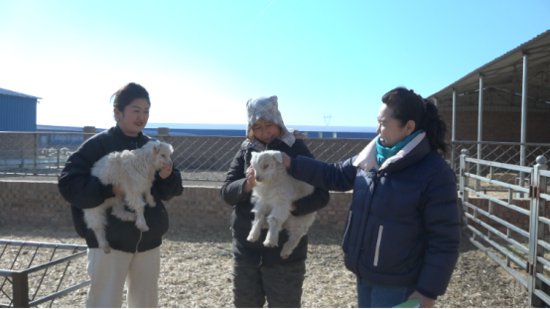 新年好<em>景</em> 内蒙古鄂尔多斯市鄂托克草原上迎来第一批春羔