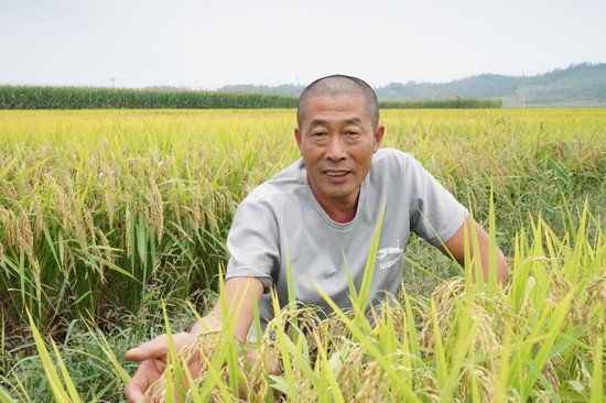 舒兰75万亩水稻丰收在望