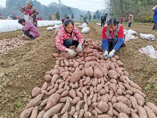 松桃瓦溪乡：1000亩红薯种植拓宽致富路-新华网