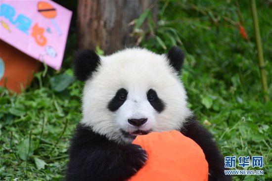比利时动物园为大熊猫宝宝在线征名 "天香""软软"等待选