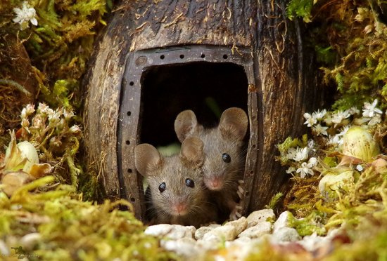 全世界最幸福的<em>小老鼠</em> 就在这个人的花园里