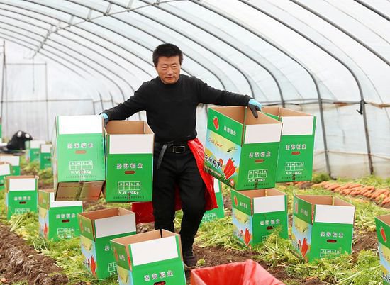 青岛：万亩<em>胡萝卜</em>喜获丰收 超六成供应海外市场