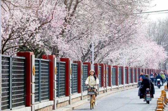 北京市推出132处公园赏花片区和129项特色文化活动