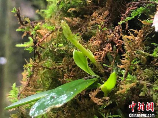 杭州淳安完成国家珍稀濒危植物象鼻兰移植