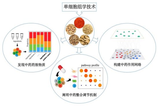 《中国中药杂志》发表基于单细胞组学的中药现代研究的技术<em>及</em>...