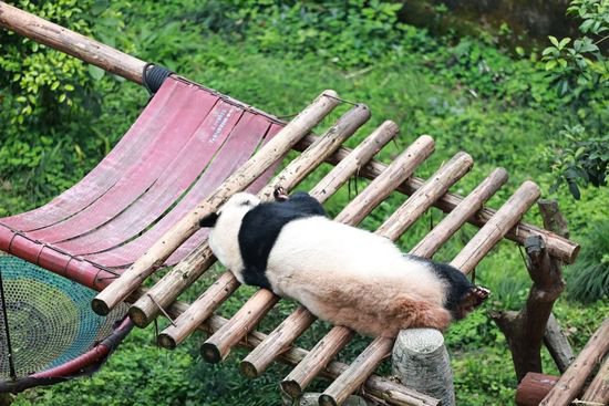 重庆：大熊猫展现花式睡姿