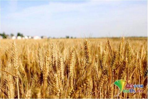 河南周口国家农高区小麦丰收在望 助农增收科技“唱<em>主角</em>”