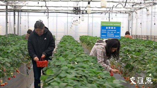赵亚夫和他的农民朋友们｜20棵草莓苗，在这里长成千万元级富民...
