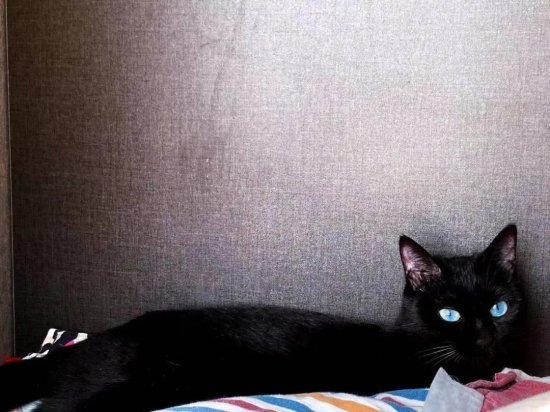 “这只蓝眼睛的<em>黑猫</em>，突然闯入了我19楼的家里…”