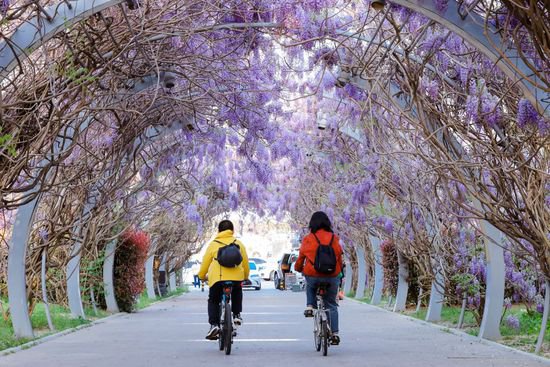 <em>山东</em>日照：市民游客穿梭紫藤长廊