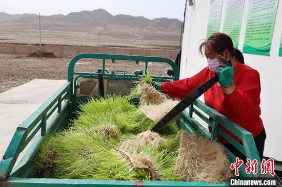 草原休牧期 探访内蒙古的鲜草工厂