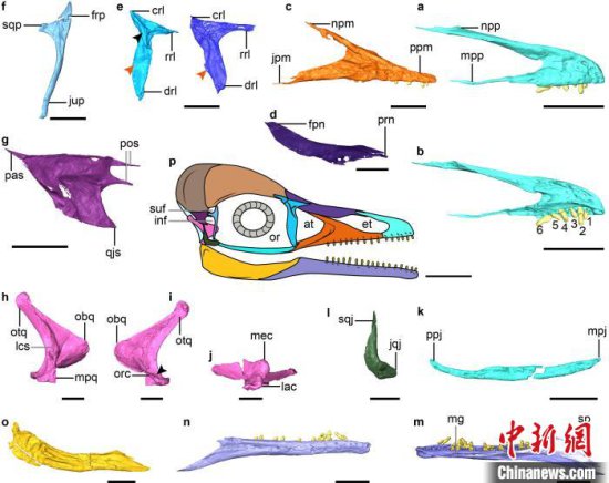 鸟类头骨如何演化出可动性功能？<em>中国</em>科学家最新研究揭秘