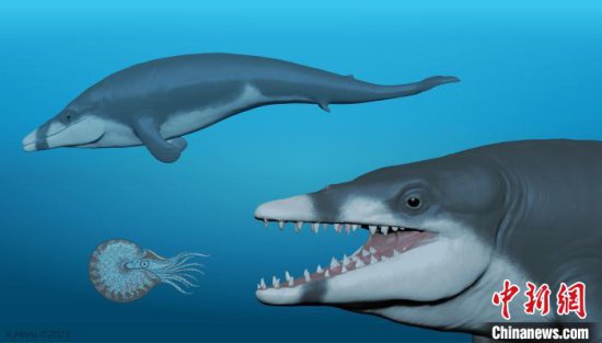 <em>国际最新</em>研究发现已知最小龙王鲸化石 距今约4100万年已灭绝