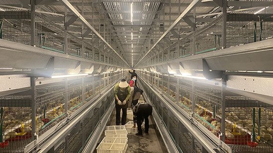 10万只鸡苗陆续入住松潘县镇坪乡蛋鸡养殖基地