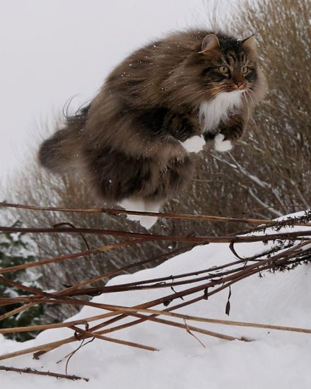 冬日里的雪地精灵——来自北欧国家的<em>挪威森林猫</em>