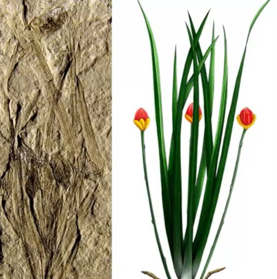 涨知识！远古时代残影空间地球上的第一根草是<em>什么时候诞生的</em>？