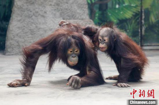 上海野生动物园红猩猩“核桃”满2周岁 姐弟相伴生活