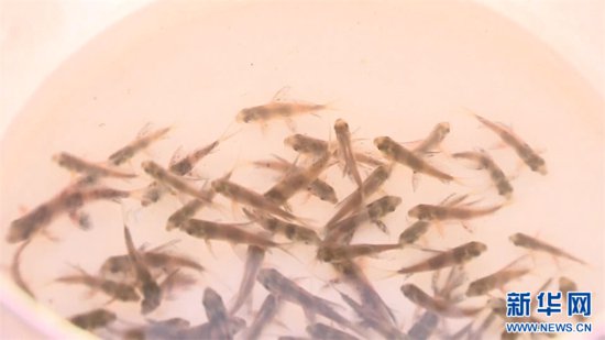 “鱼爸爸”接生忙 今年超500万尾珍稀胭脂鱼将在重庆万州出生