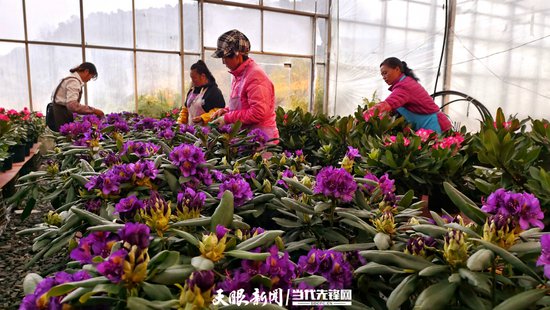 百里杜鹃：科技赋能花卉产业 促进“两山”有效转化