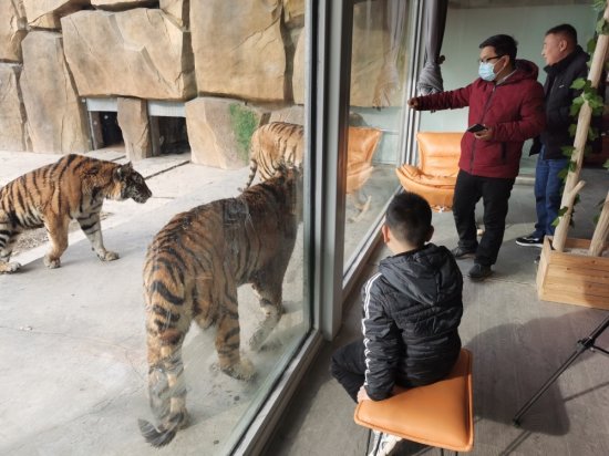 与狮子老虎同居，你敢吗？人与动物合居酒店在沁阳出现