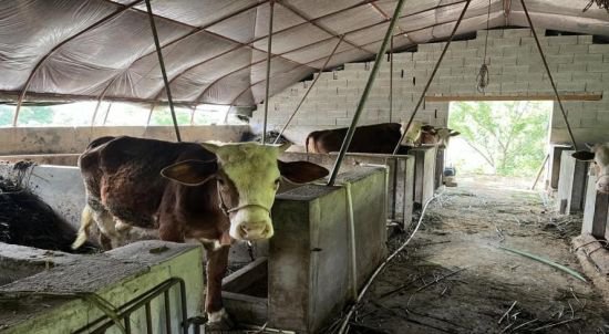 宣城旌德：监测户养牛 生活有奔头