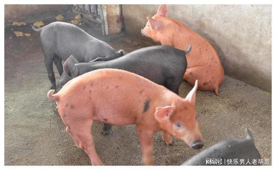 现在养猪为什么爱生病？