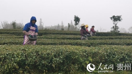 修文县六屯镇陆丰村：茶产业发展 促农户增收