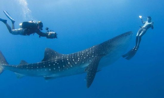 地球上最大的鲨鱼, 体长达20米重25吨, 惨遭人类大肆捕杀