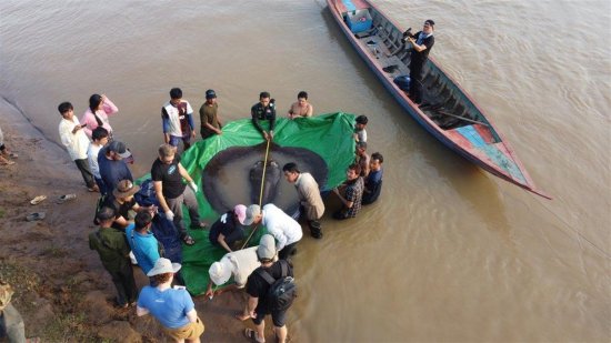 柬埔寨渔民捕获<em>世界上最大的</em>淡水<em>鱼</em>