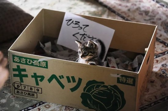 “养宠大国”日本，是如何阻止弃养虐待宠物的？