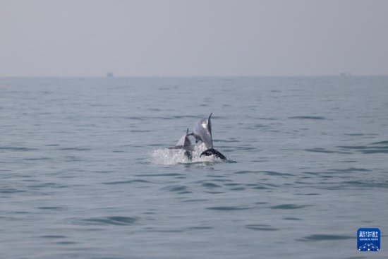 科研人员在海南岛西南海域目击到中华<em>白海豚</em>