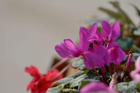 <em>冬季封闭阳台</em>适合养什么花？试试这几种开花漂亮、简单好养的