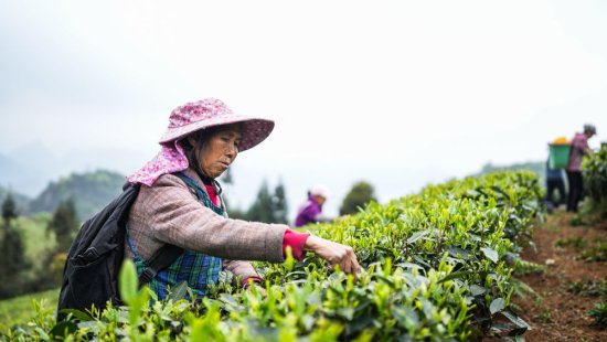 贵州：明前茶 采摘忙