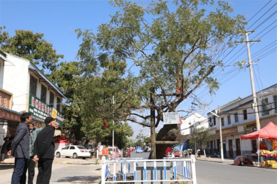 徐州睢宁有棵600多岁古槐，当地称“龙腰”
