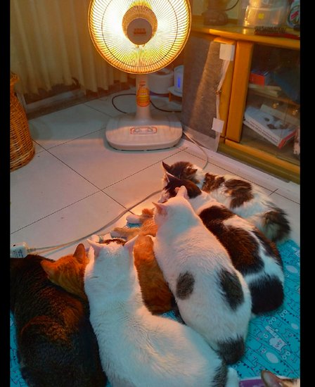 当打开了小太阳后，<em>猫咪全部</em>都围成一团取暖，猫：请一直开到...