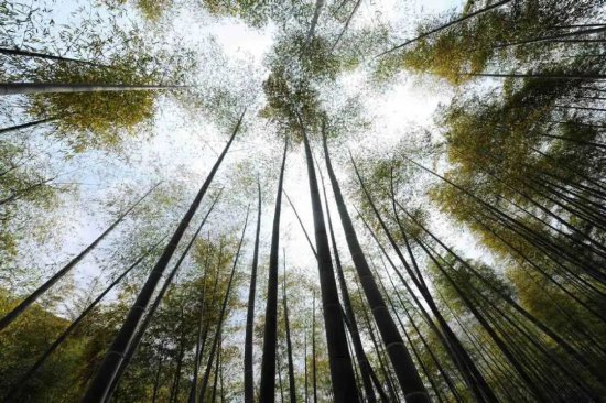 国际竹藤组织前总干事：竹子可成为气候行动的“催化剂”