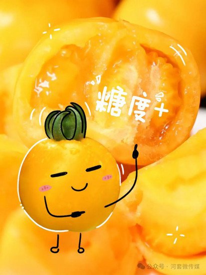今天，五原县<em>的黄柿子</em>有些话想和大家说→