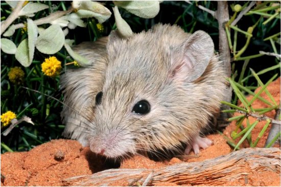最新研究：一种被判定灭绝150<em>年</em>之久的<em>老鼠</em>仍然存在
